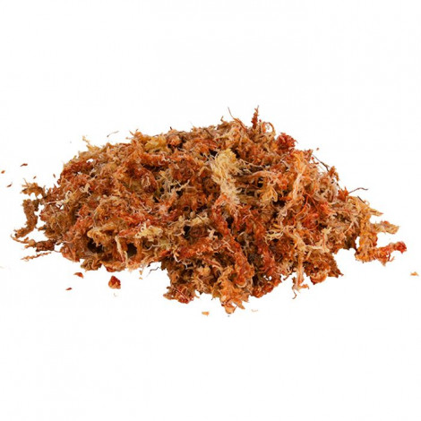 Musgo SPHAGNUM - Substrato Tropical