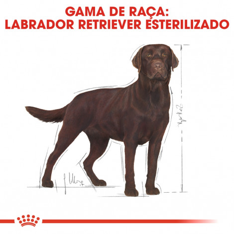 Royal Canin - Labrador Retriever Sterilised