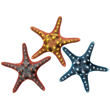 Estrella de mar decorativa...