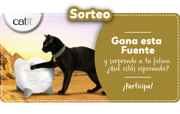 Sorteo dia del gato