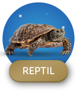 Descontos para reptil
