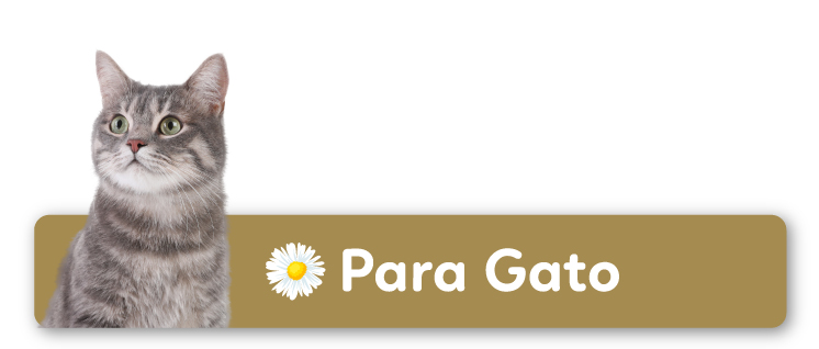 Para Gato